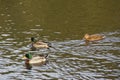 Bassin de la Muette - Elancourt Ã¢â¬â France - Ducks which swim in a lake close to a forest. The nature is beautiful. Royalty Free Stock Photo